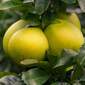 Pomelo žuti